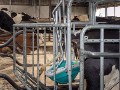 Cow Toilet 9 Cow Toilet 9