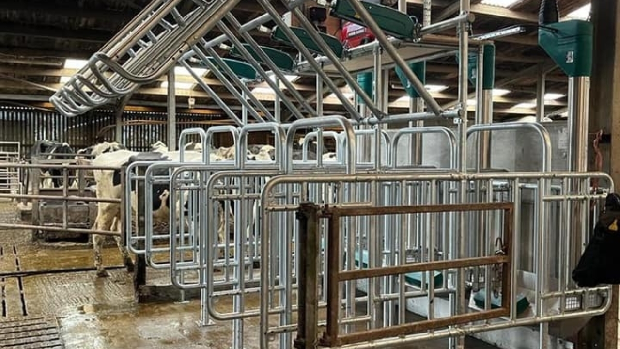 Out of Parlour Feeding FS walk in with Lport Out of Parlour Feeding FS walk in with Lport