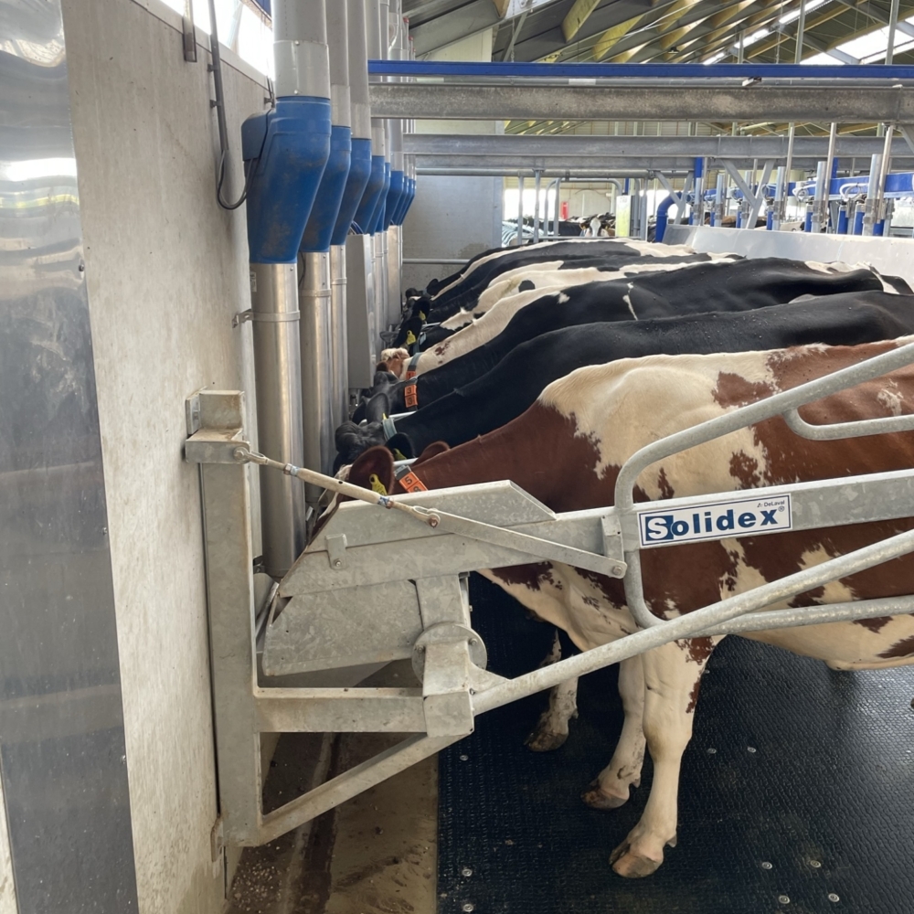 Peace Cows in milking parlour
