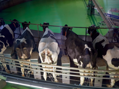 Draaistal koeien Draaistal koeien