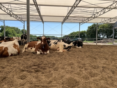 Cows chilling in the sand