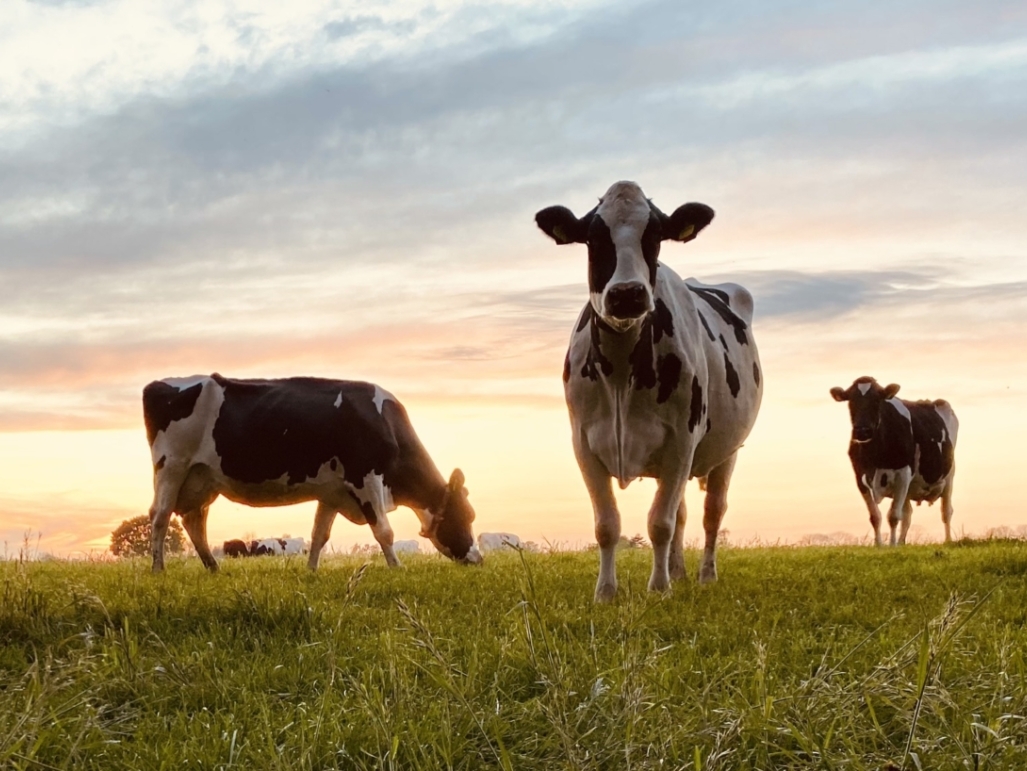 Koeien in de wei met mooie zonsondergang