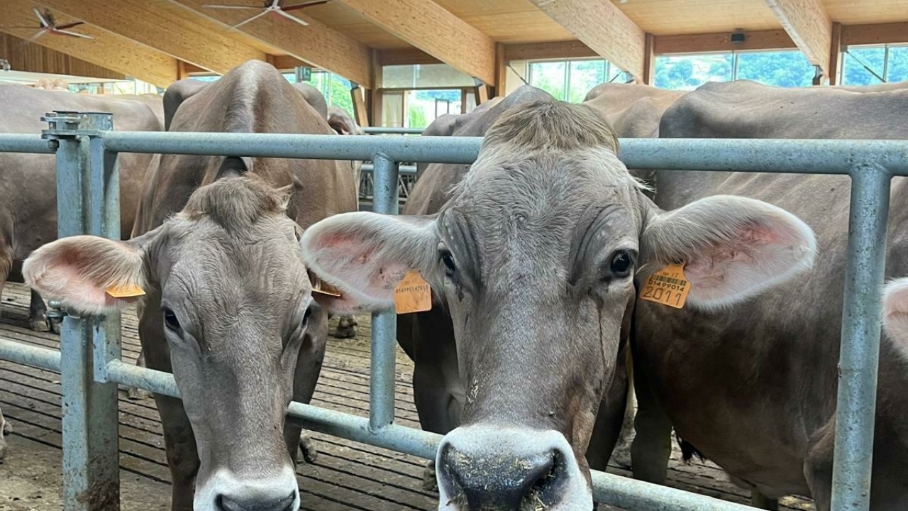 Whats App Image 2025 01 09 at 16 25 05 2 Whats App Image 2025 01 09 at 16 25 05 2