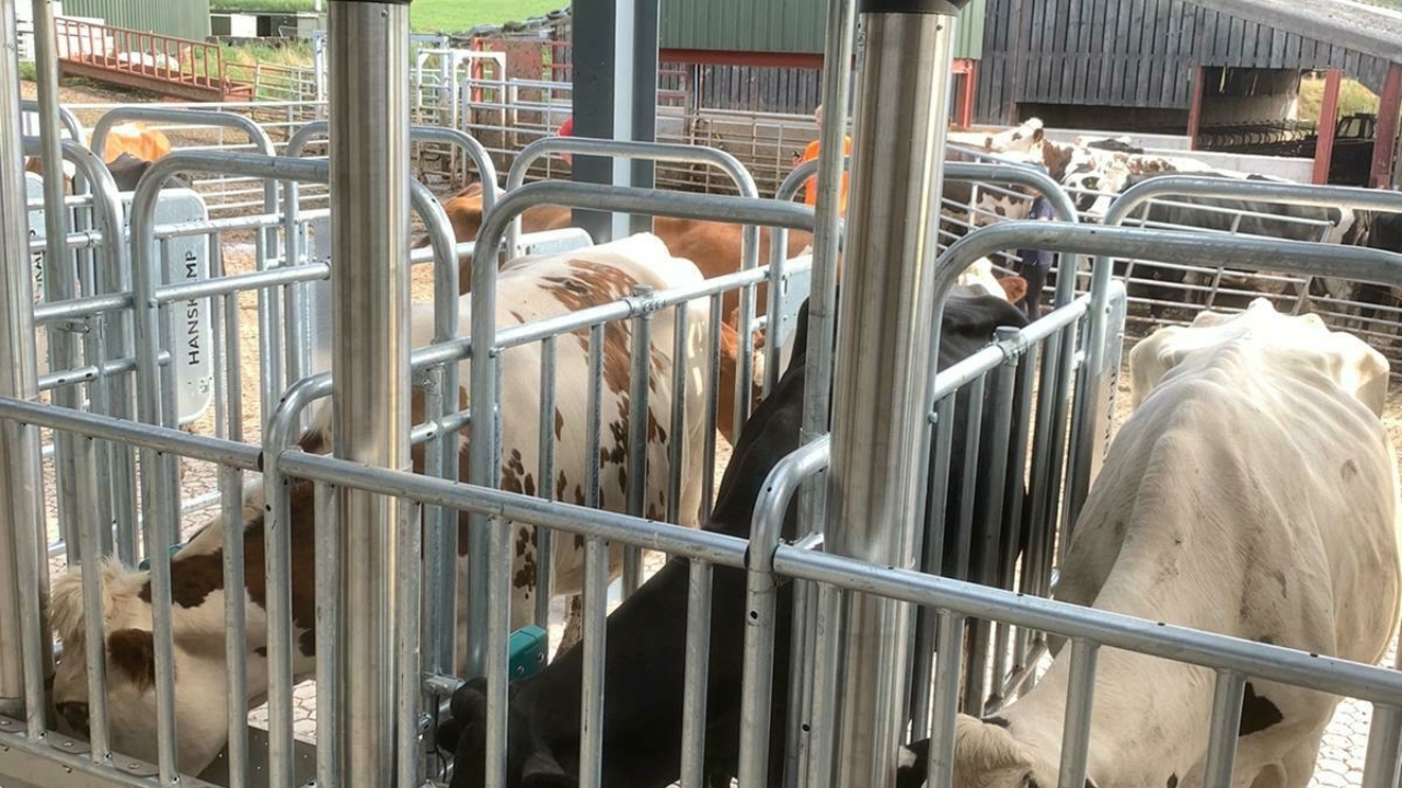 Kühe mit Spaß in futterstation Kühe mit Spaß in futterstation