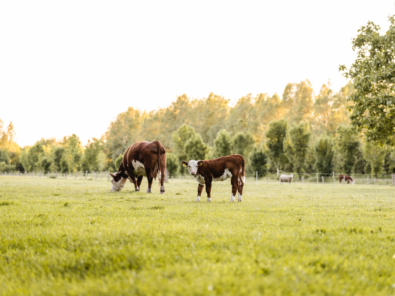 AH108903 bewerkt web AH108903 bewerkt web