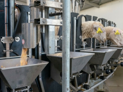 Pipe Feeder High Speed Sheep rotary New Zealand 1 type of feed Pipe Feeder High Speed Sheep rotary New Zealand 1 type of feed