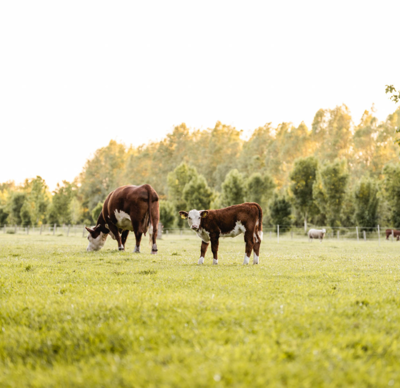 AH108903 bewerkt web