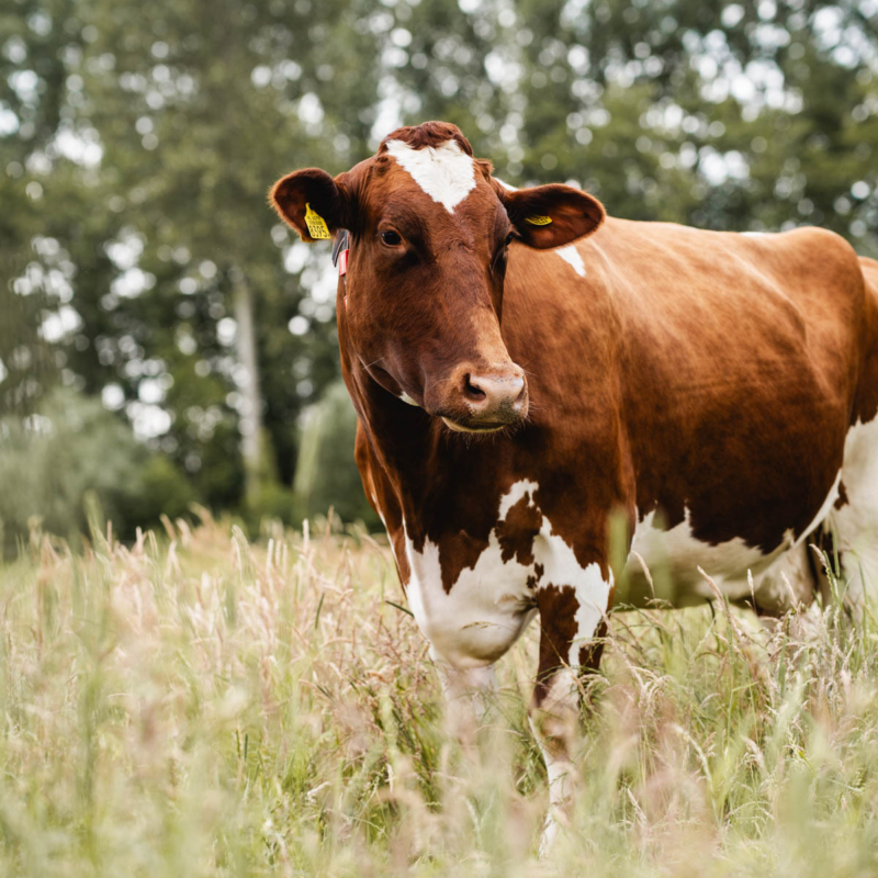 AH009840 web AH009840 web