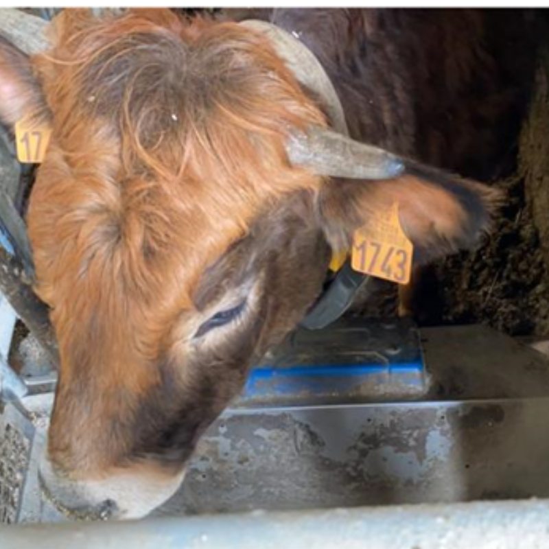 DAC vaches allaitantes 7 DAC vaches allaitantes 7