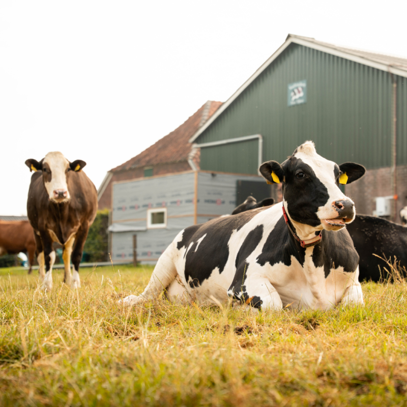 Hanskamp cowtoilet cows 7