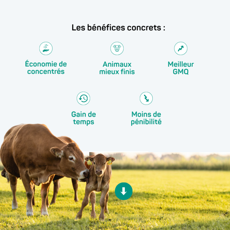 Site internet Hanskamp 800 x 1000 px