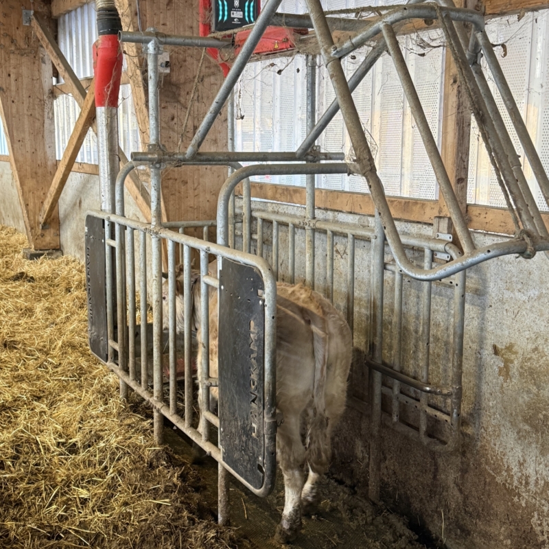 Station dac avec vache à linterieur