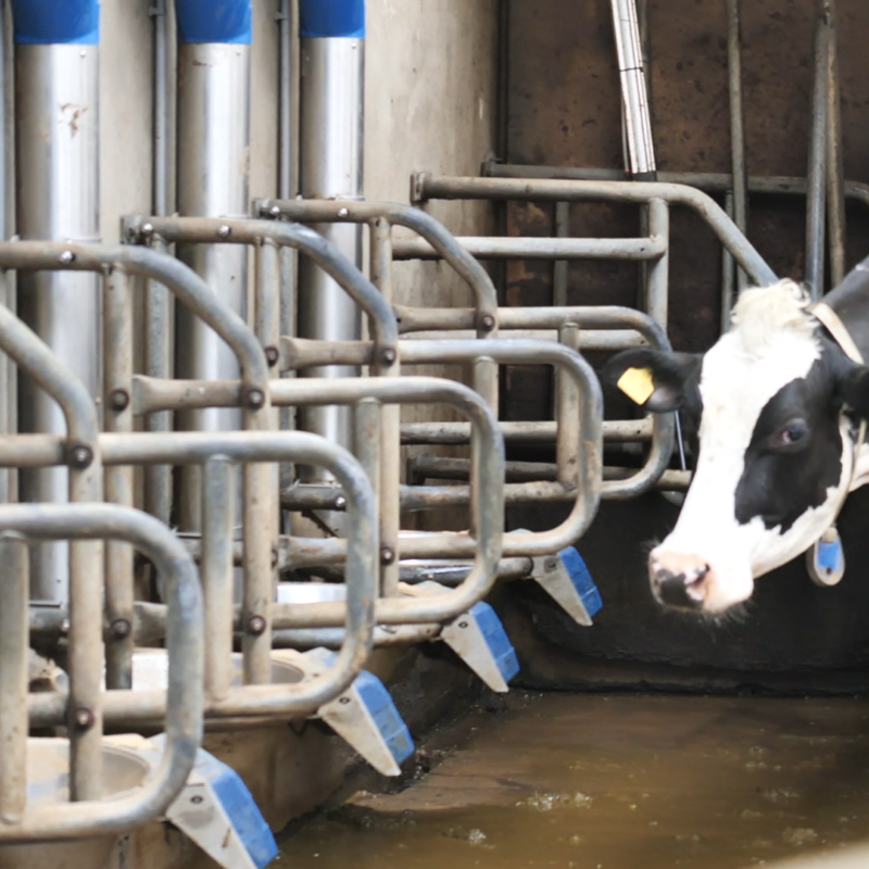 Koe loopt pipefeeder melkstal in